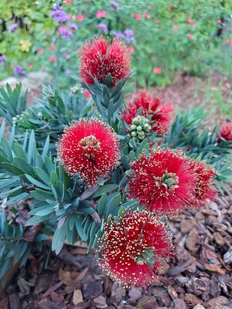 50+ Great Gopher Resistant Plants for California & Beyond Homestead