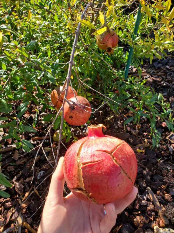 50+ Great Gopher Resistant Plants for California & Beyond Homestead