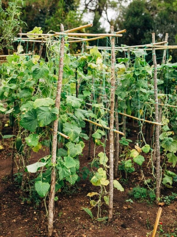 Using Trellises and Supports to Maximize Cucumber Yield