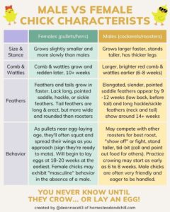 Male or Female Chicks? 5 Ways to Tell the Difference ~ Homestead and Chill
