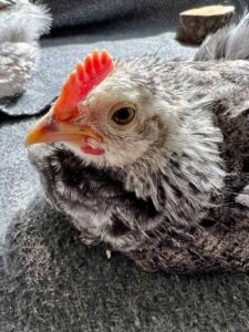 Male or Female Chicks? 5 Ways to Tell the Difference ~ Homestead and Chill
