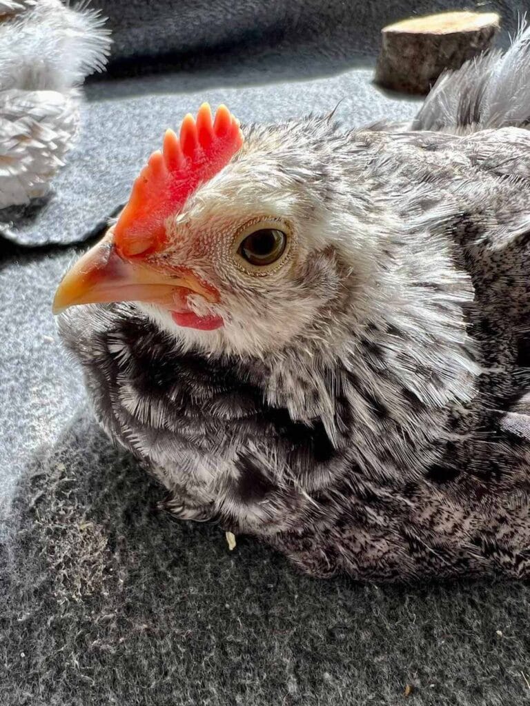 Male or Female Chicks? 5 Ways to Tell the Difference Homestead and Chill