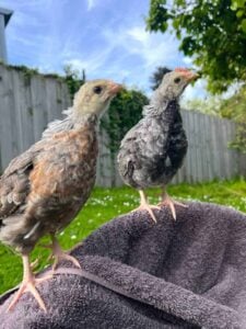 Male or Female Chicks? 5 Ways to Tell the Difference ~ Homestead and Chill