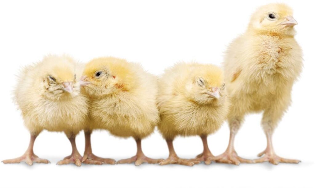 Male or Female Chicks? 5 Ways to Tell the Difference Homestead and Chill