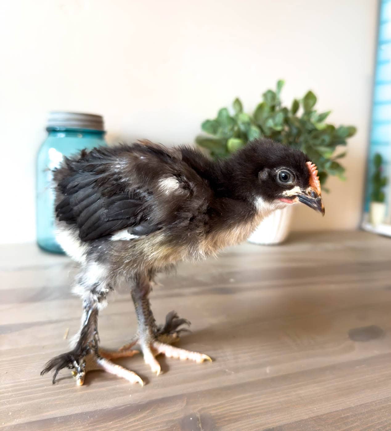 A three week old Black Copper Marans cockerel with a large comb and short wing feathers.