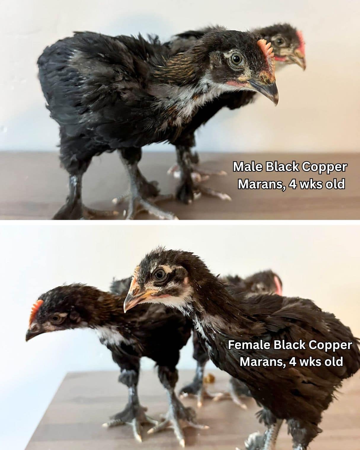 A two part image collage, the first image shows a male Black Copper Marans chick at 4 weeks of age. He has a large comb and short wing feathers. The second image shows a female Black Copper Narans chick at 4 weeks of age. She has a shorter comb and longer wing feathers.