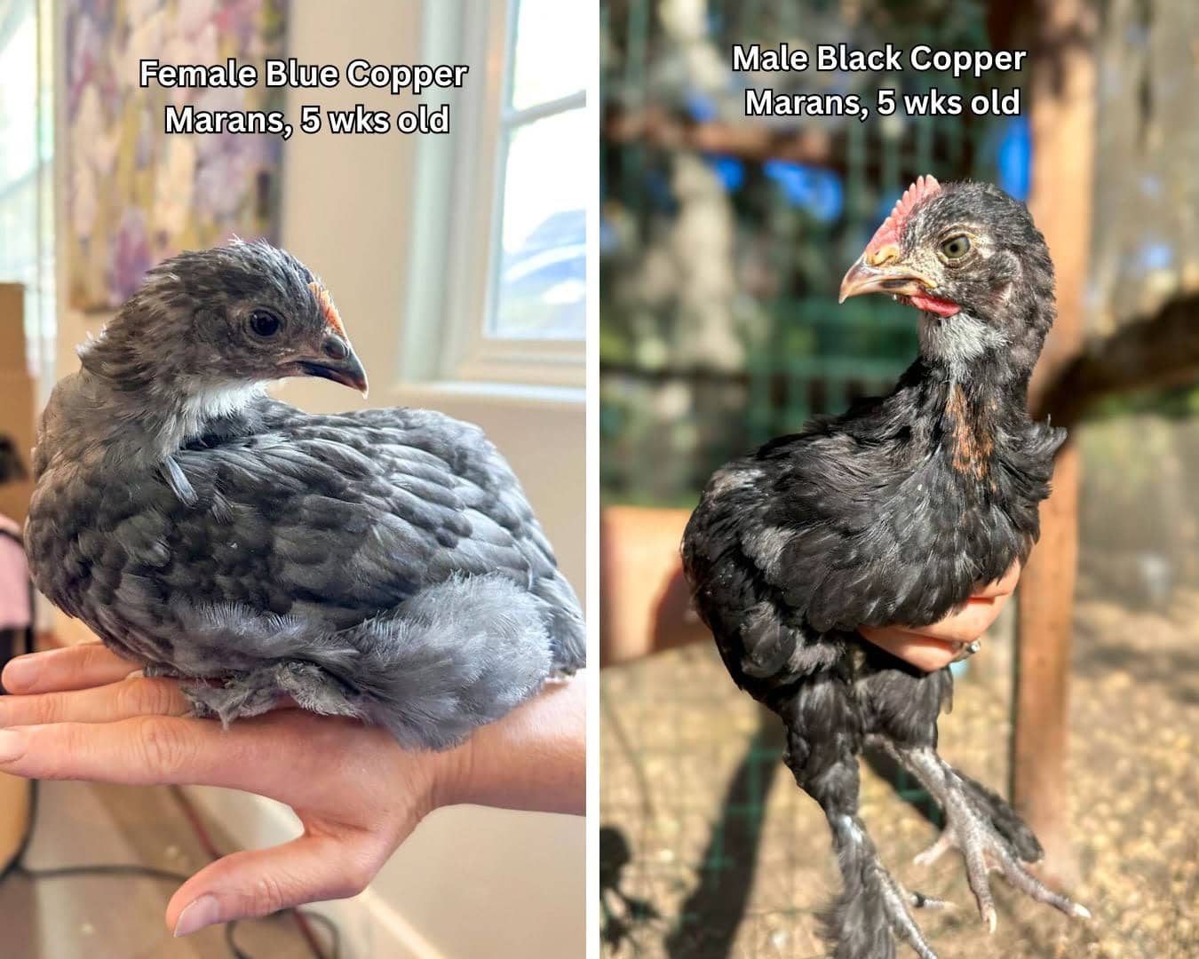 A two part image collage, the first image shows a chick roosting on a humans hand. The chick has a small comb and long feathers filling in. The second image shows a young chick being held who has a large comb with shorter feathering.