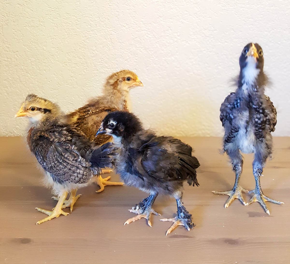 Four small chicks, all of a different breed are standing in a cluster. One of the chicks is standing tall, stretching their head upwards.