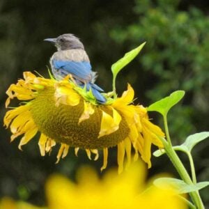 A blue jay is sitting atop a large sunflower head.