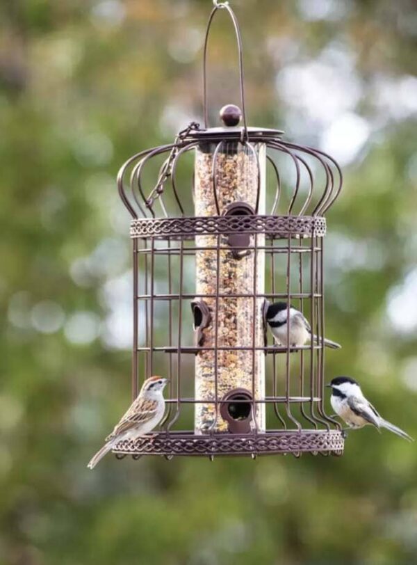 BirdFriendly Gardens How to Attract Birds to Your Yard Homestead