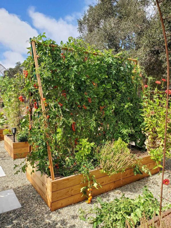 How to Make the Best DIY Tomato Trellis (Stake Weave Hybrid