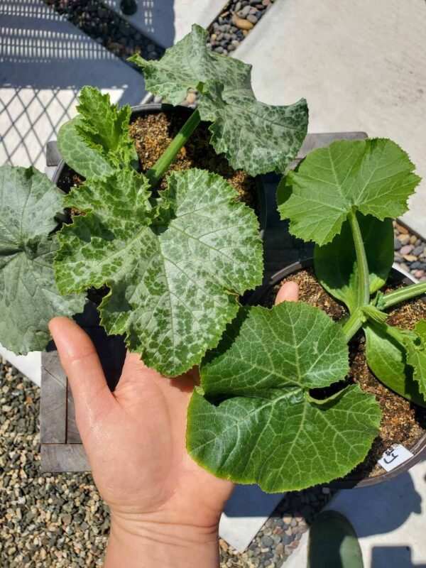 White Spots on Zucchini or Melon Leaves Variegation vs Mildew (Photos