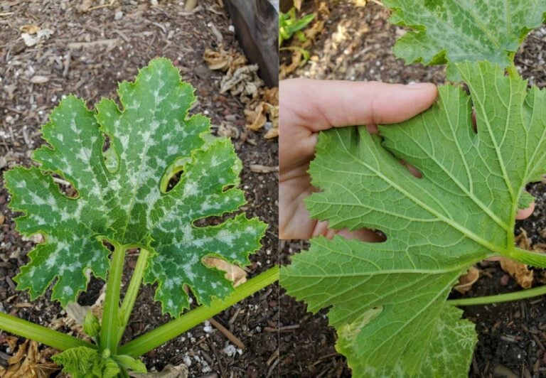 White Spots on Zucchini or Melon Leaves Variegation vs Mildew (Photos