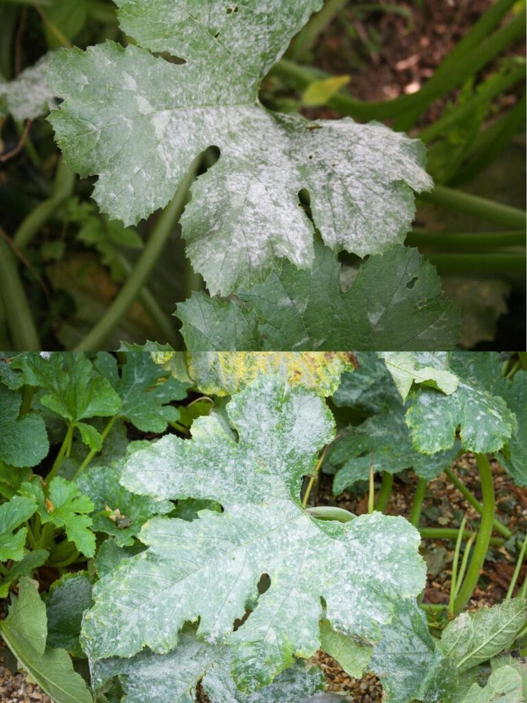 White Spots on Zucchini or Melon Leaves Variegation vs Mildew (Photos