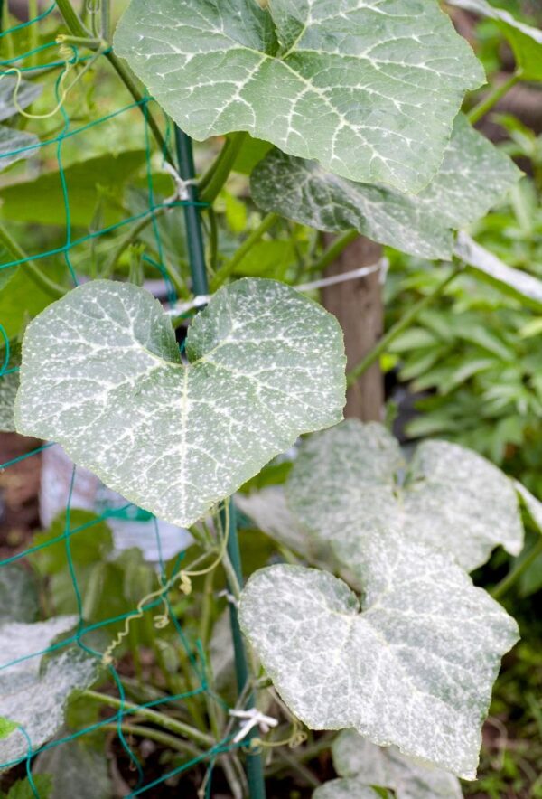 White Spots on Zucchini or Melon Leaves Variegation vs Mildew (Photos