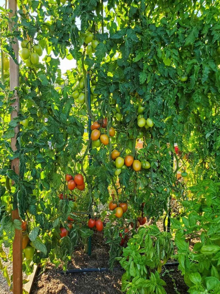 Tomato Blossom End Rot Myths, Prevention and Treatment Homestead and