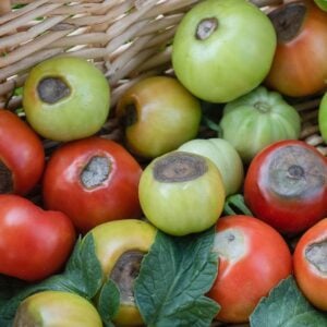 A wicker basket is full of tomatoes that have been effected by tomato blossom end rot, the ends of the fruit have a brown scar.