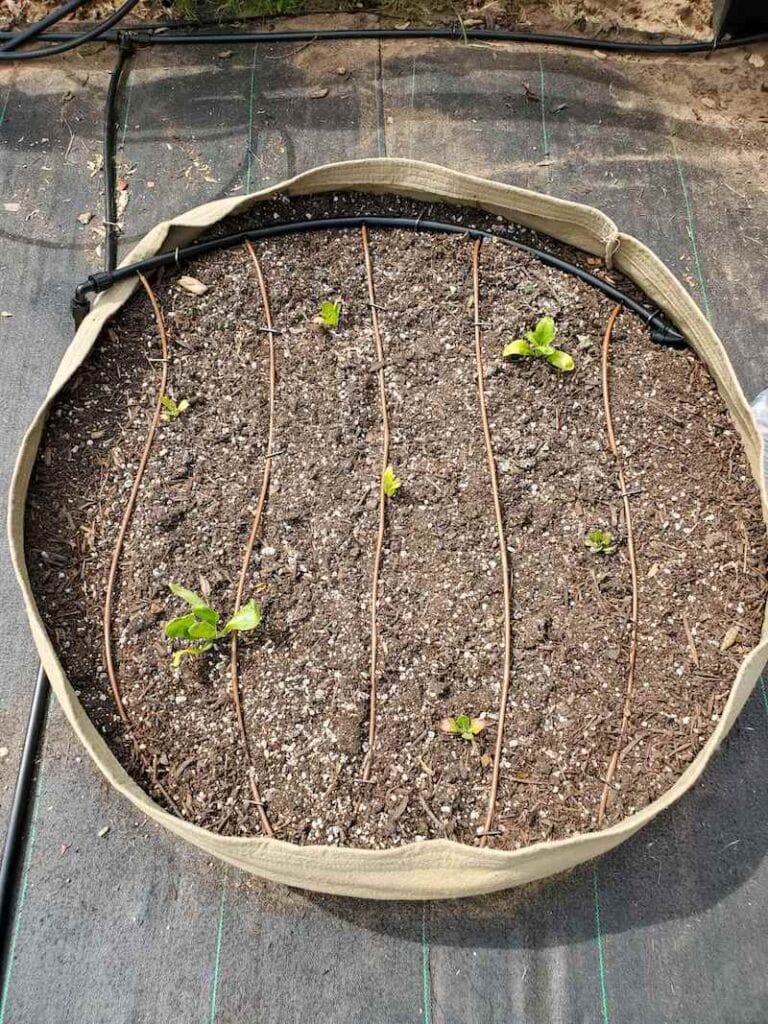 Easy Raised Bed Drip Irrigation (from Faucet or Spigot) Homestead and