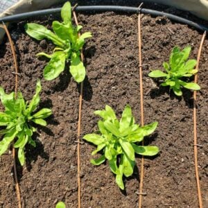 Drip line tubing is running in between rows of plants growing inside of fabric grow bag containers.