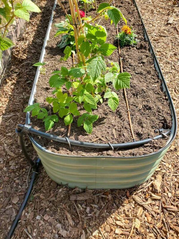 Easy Raised Bed Drip Irrigation (from Faucet or Spigot) Homestead and Chill