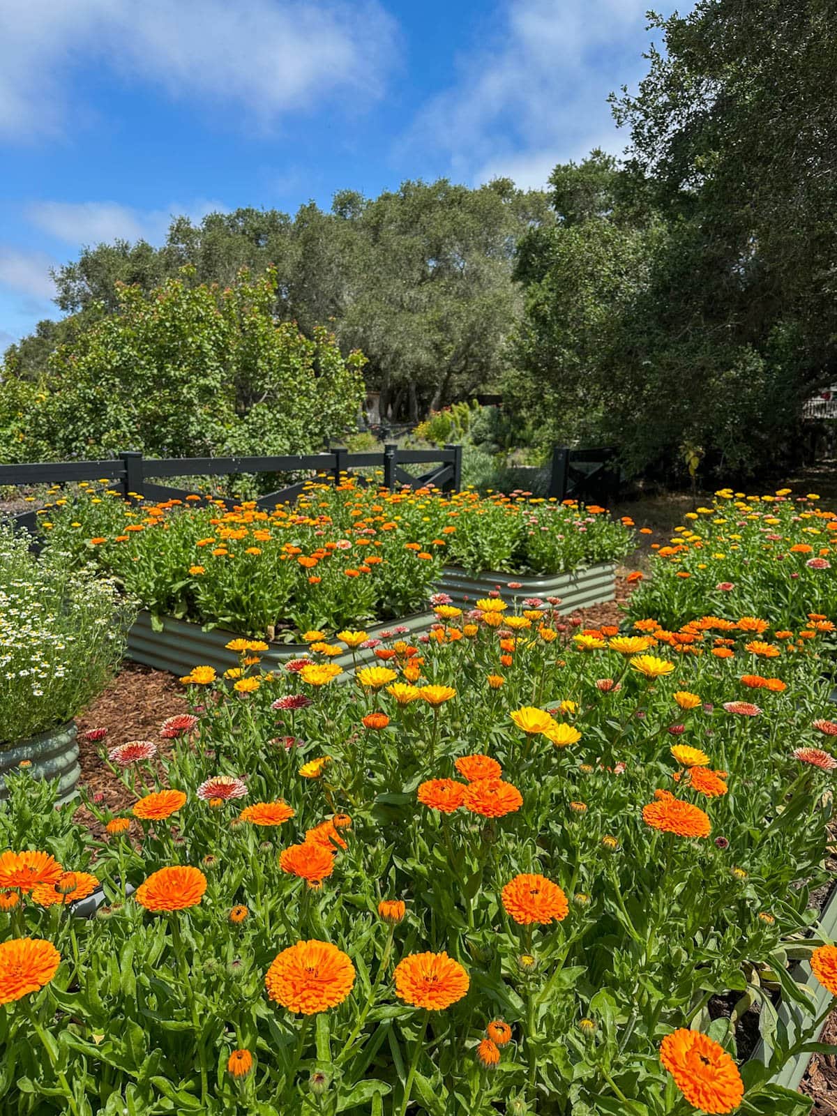Five metal raised beds blooming with a large amount of calendula flowers while one of them contains chamomile. Colors range from orange, yellow, to pink flowers atop green stalks. 