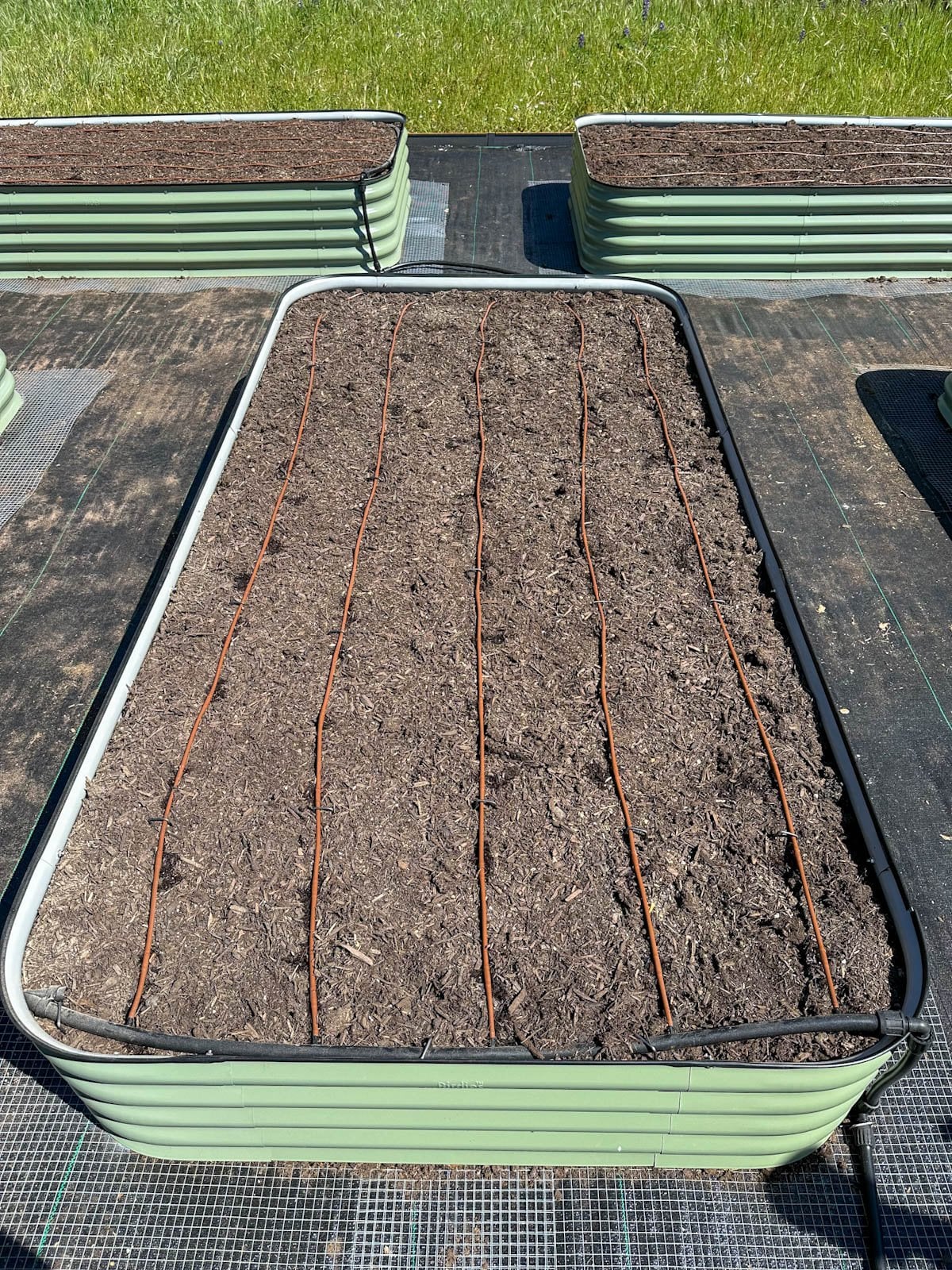 Looking down over a metal raised garden bed with a drip irrigation system, where there is larger 1/2" tubing running across the short top end of the bed, and 5 skinnier 1/4" drip lines running down the length of the bed, spaced about 6 inches apart