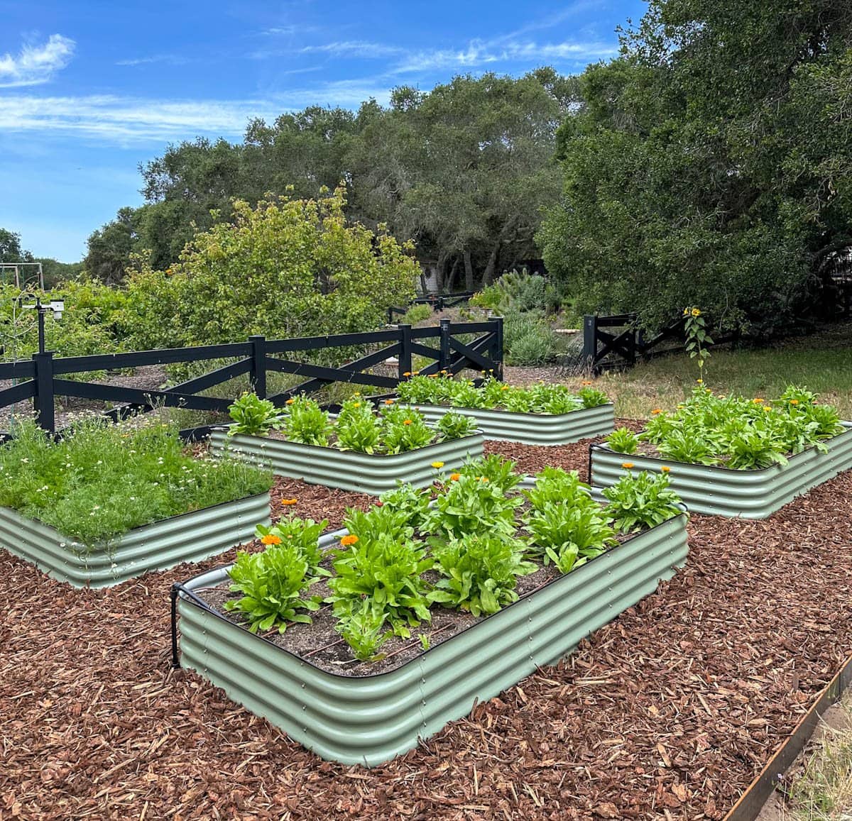 Five light green metal raised garden beds with bark mulch between them. The beds are full of young calendula plants that are just starting to flower, there is irrigation tubing visible coming up the outside corner of each bed