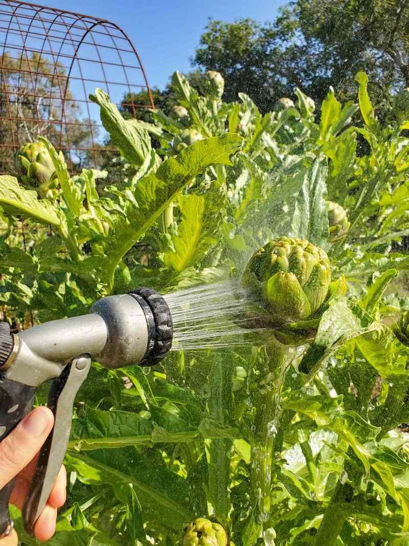 A garden hose nozzle is positioned in front of a growing green globe and is spraying the vegetable with a shower of water to knock off any aphids and ants that may be on it. Many leaves of the plant as well as other green globes are in the background. If you row artichokes, minor routine pest control is recommended.