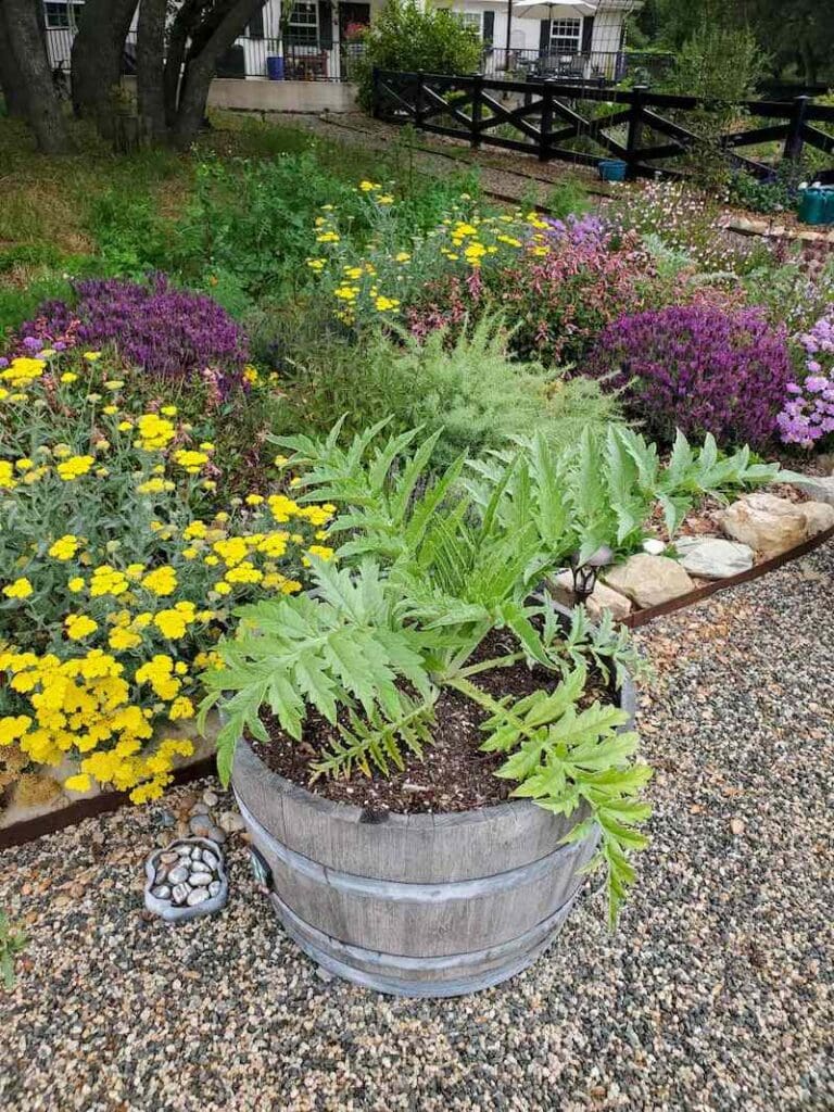 How to Grow Artichokes A Complete Guide with Photos Homestead and Chill