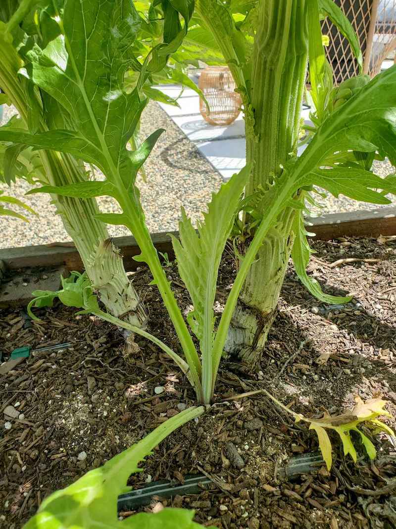 Inside of a raised bed is shown, two mature plant trunks are shown amongst a smaller, younger plant that is tarting to grow from the crown.