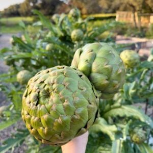 a close up of two very large artichokes held in a hand in front of a big bushy artichoke plant in the background, with several more artichoke buds visible and sticking up on the plant