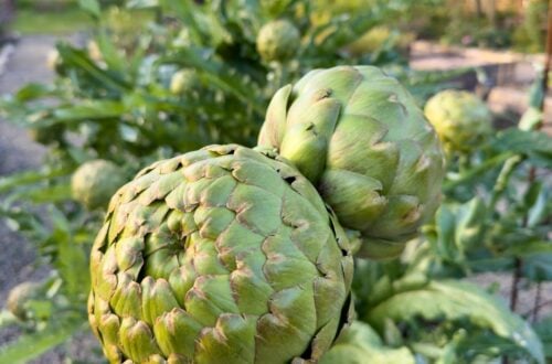 a close up of two very large artichokes held in a hand in front of a big bushy artichoke plant in the background, with several more artichoke buds visible and sticking up on the plant