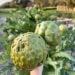 a close up of two very large artichokes held in a hand in front of a big bushy artichoke plant in the background, with several more artichoke buds visible and sticking up on the plant