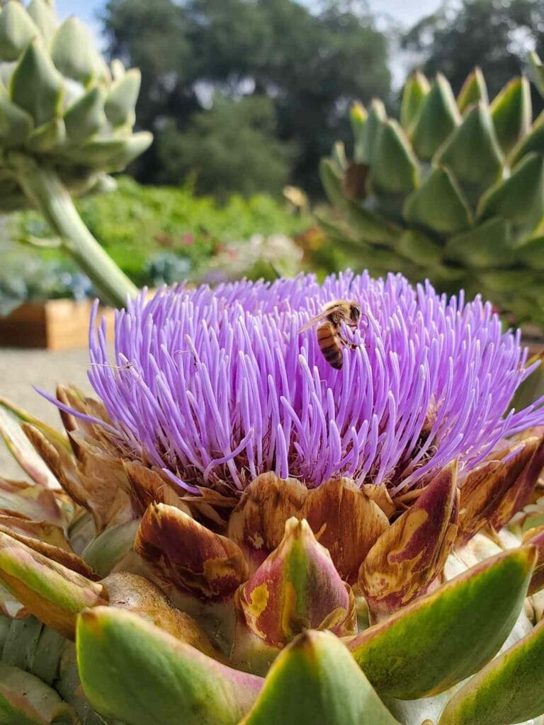 How to Grow Artichokes A Complete Guide with Photos Homestead and Chill