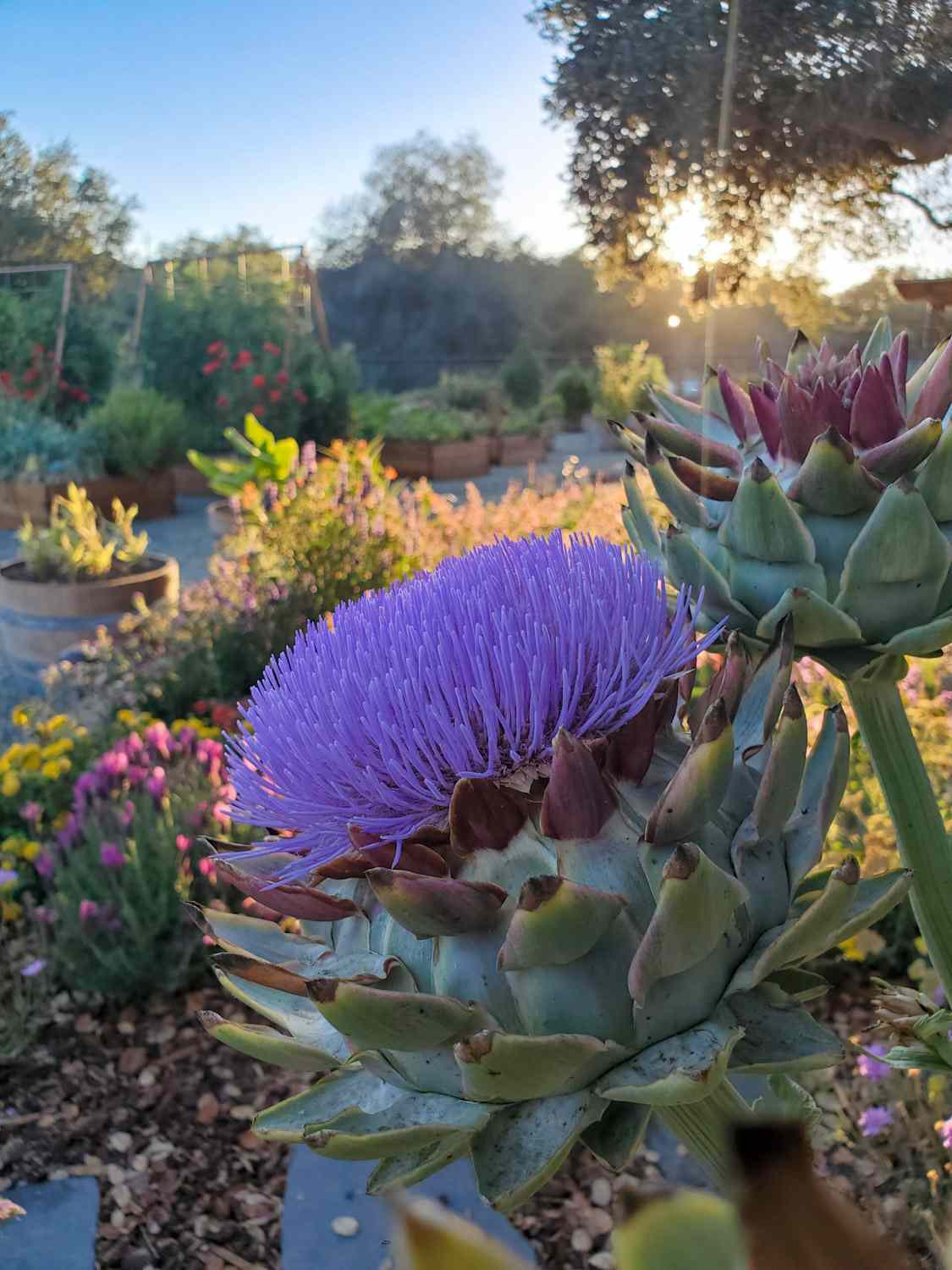 A flowering green globe with many purple pistils emanating from the center of the head. A raised bed garden is in the background as the sun is beginning to set. Grow artichokes for food while leaving a few for the pollinators. 