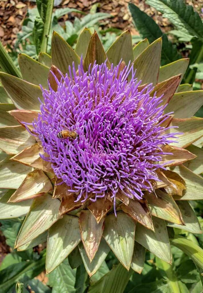 How to Grow Artichokes A Complete Guide with Photos Homestead and Chill