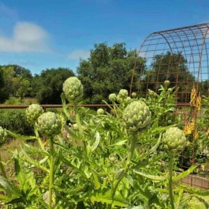 A number of artichokes growing on plants are reaching towards the sun.
