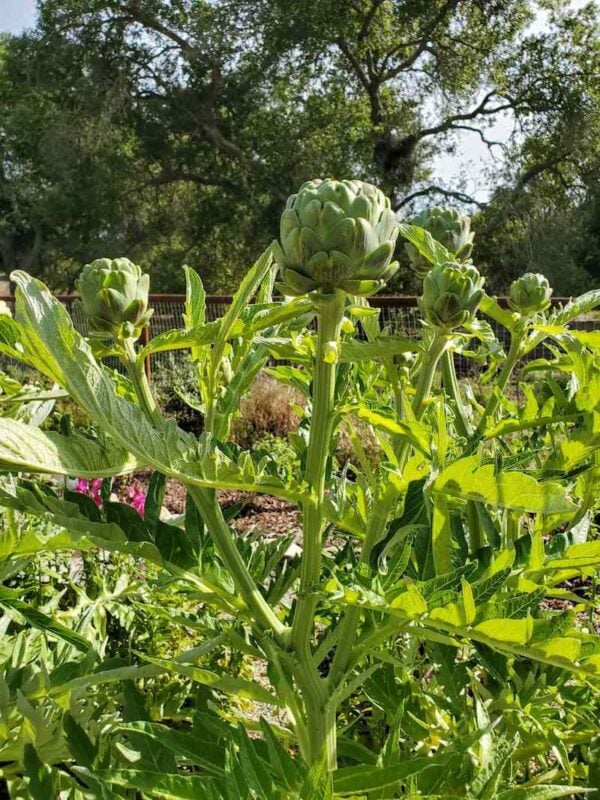 How to Grow Artichokes A Complete Guide with Photos Homestead and Chill