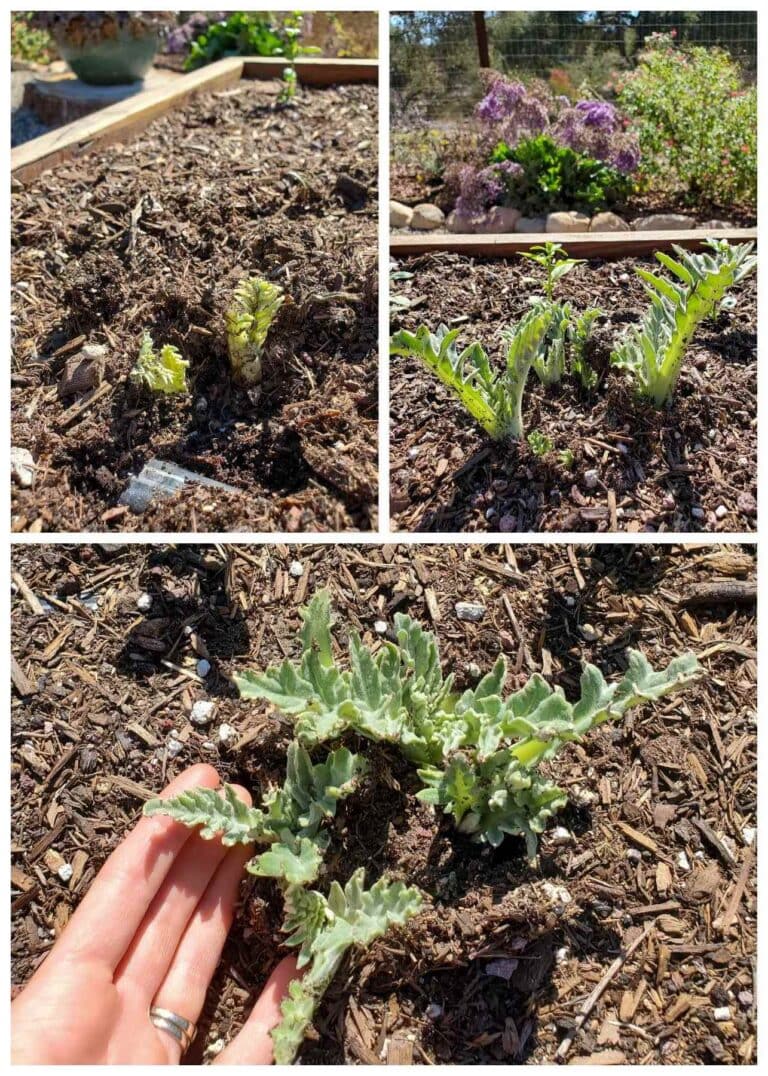How to Grow Artichokes A Complete Guide with Photos Homestead and Chill