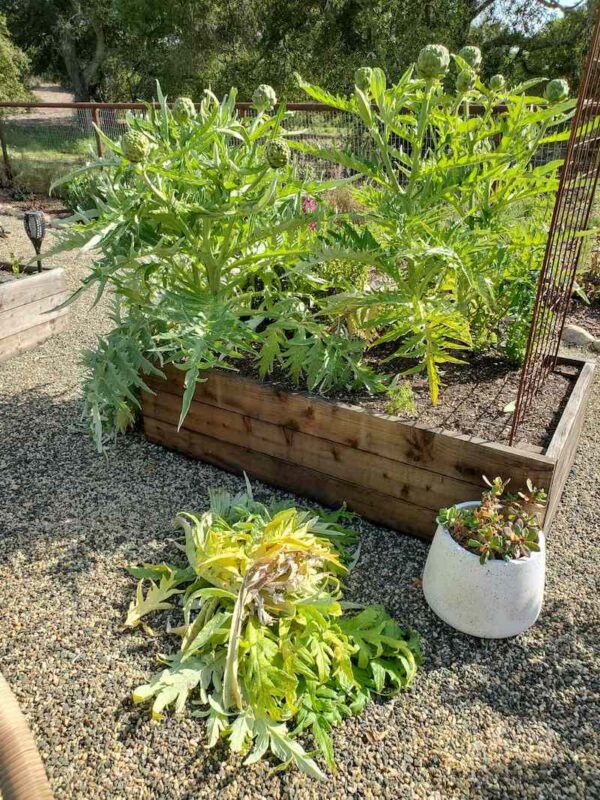 How to Grow Artichokes A Complete Guide with Photos Homestead and Chill