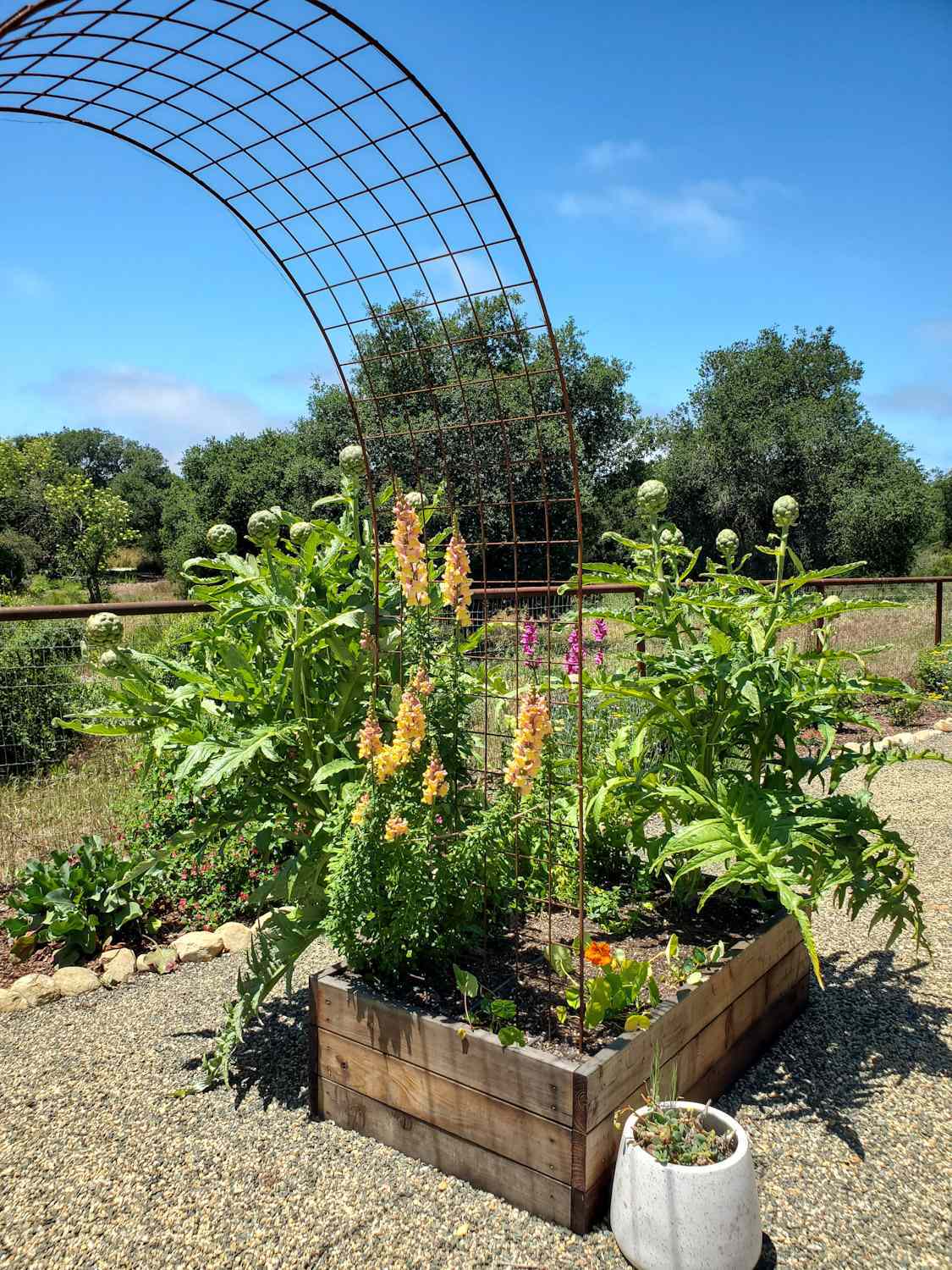 A raised bed with an arch trellis inserted into on end, the other half of the trellis is in another bed that is not pictured. Snapdragons, nasturtium, and artichoke plants are growing in the raised bed. Oak trees and open space are in the background.