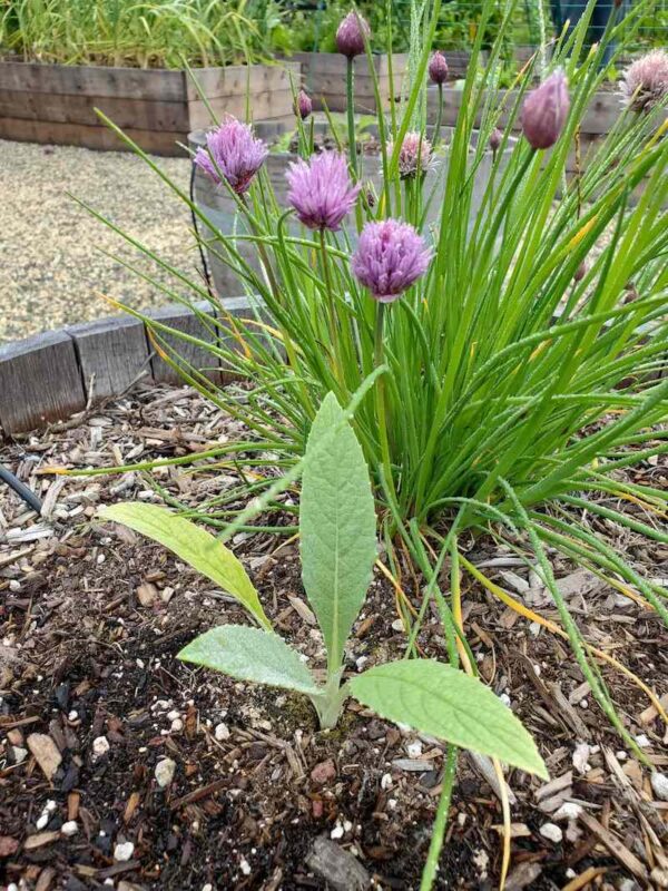 How to Grow Artichokes A Complete Guide with Photos Homestead and Chill
