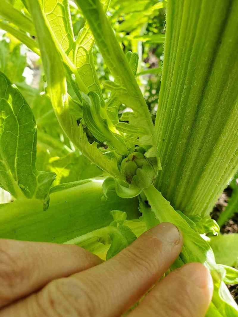 A close up of a baby choke growing out of the crotch of a stem. 