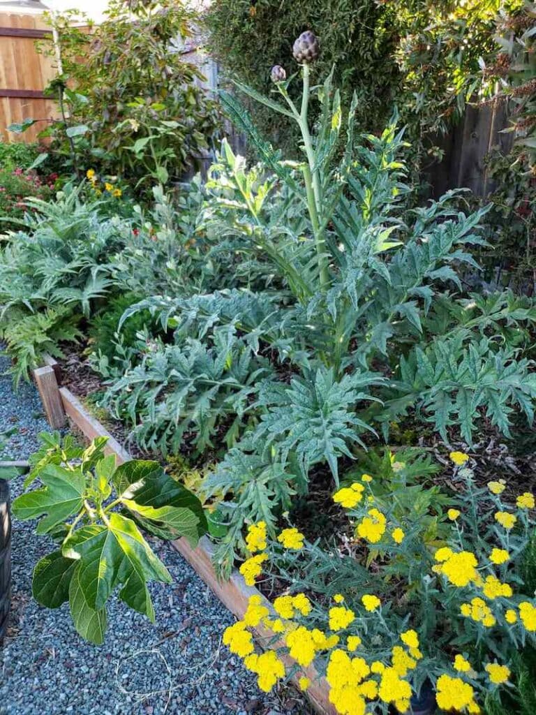 How to Grow Artichokes A Complete Guide with Photos Homestead and Chill