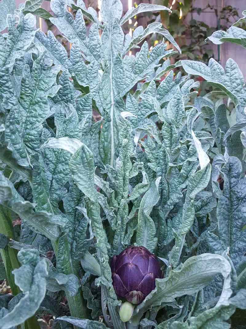 A purple artichoke globe is emanating from the center of a silvery green plant. Its dark purple hue is quite a contrast to the silver green that surrounds it. 