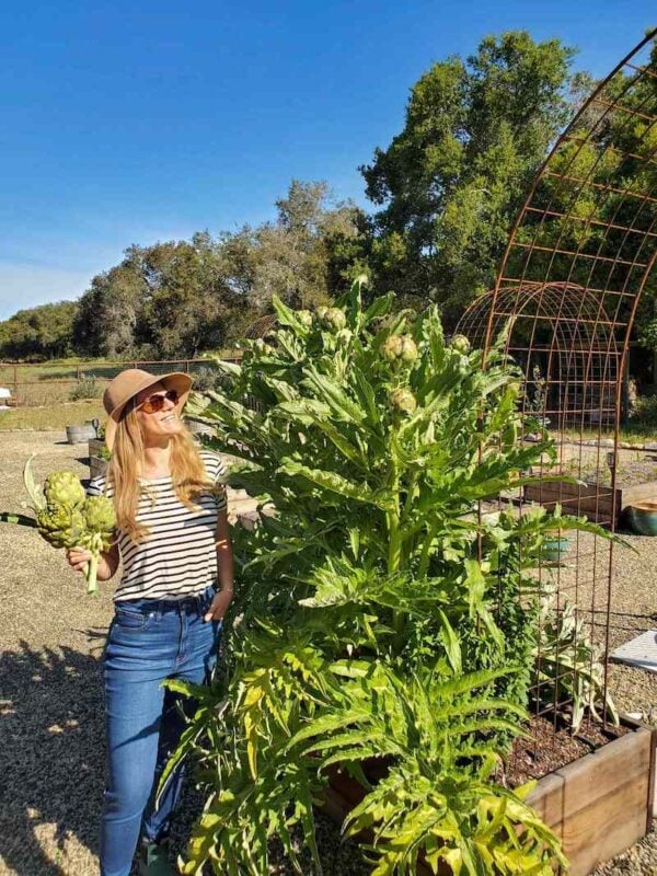 How to Grow Artichokes A Complete Guide with Photos Homestead and Chill
