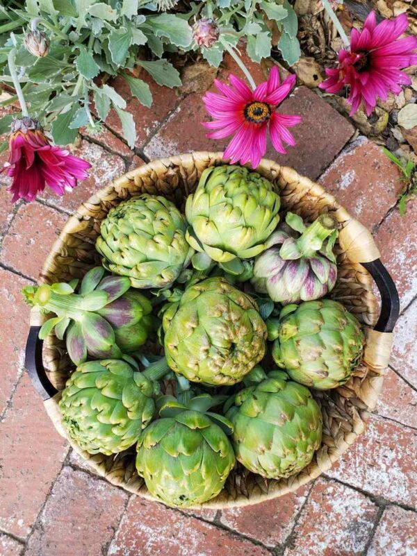 How to Grow Artichokes A Complete Guide with Photos Homestead and Chill