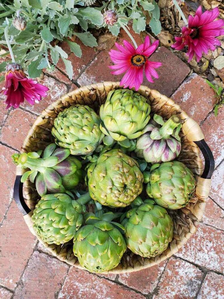 How to Grow Artichokes A Complete Guide with Photos Homestead and Chill