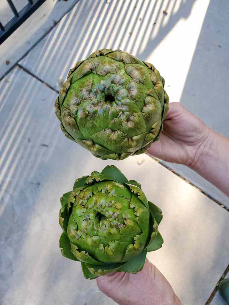 A birds eye view of two freshly harvested artichokes being held, one in each hand. One is a bit larger and more closed up than the smaller artichoke whose surrounding leaves are opening slightly. 