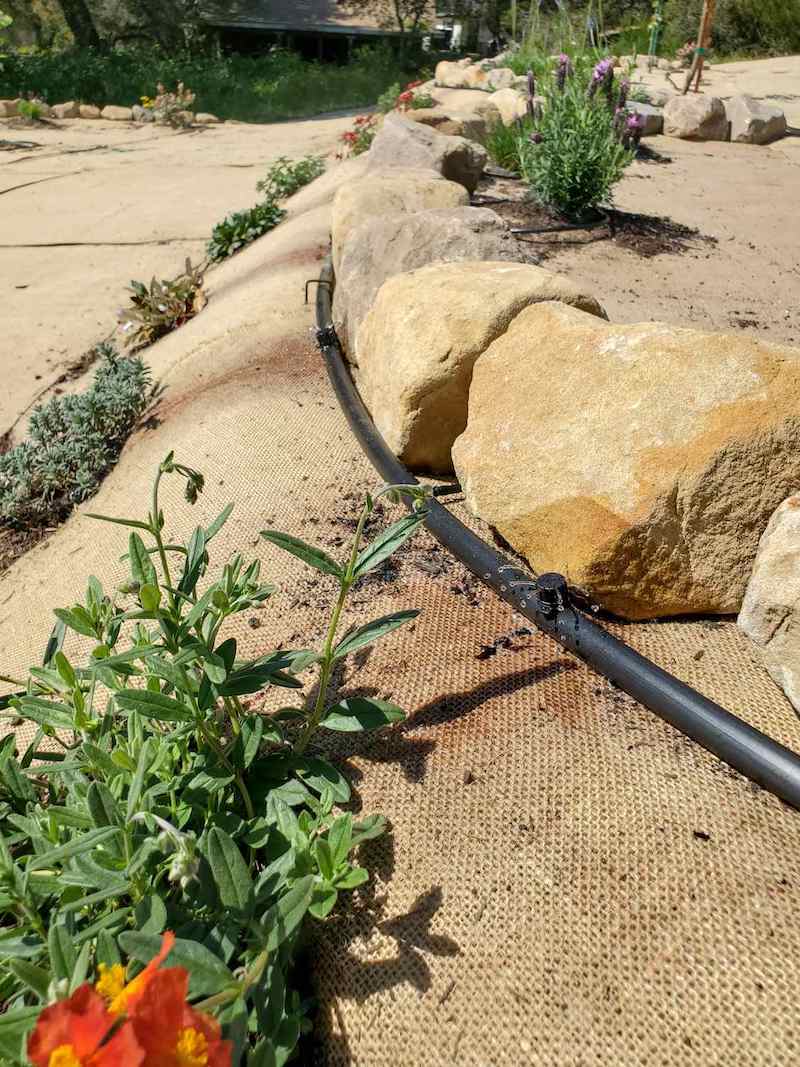 A close up image of a bubble emitter that is attached directly to 1/2 inch drip tubing. It is releasing water in a 360 degree spray. A rock rose is planted directly underneath where the water is dripping. 